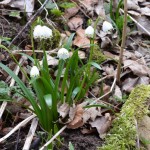 Märzenbecher_1602