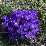 Märzenbecher_1606
