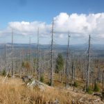 bayerischer_wald_1704