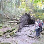 bayerischer_wald_1707