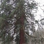 goerihof_1802